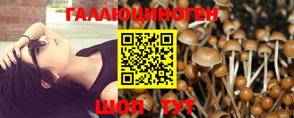 купить закладку  Псилоцибиновые грибы Psilocybe  Вход с VPN  Кингисепп  Галлюциногенные грибы Psilocybe 