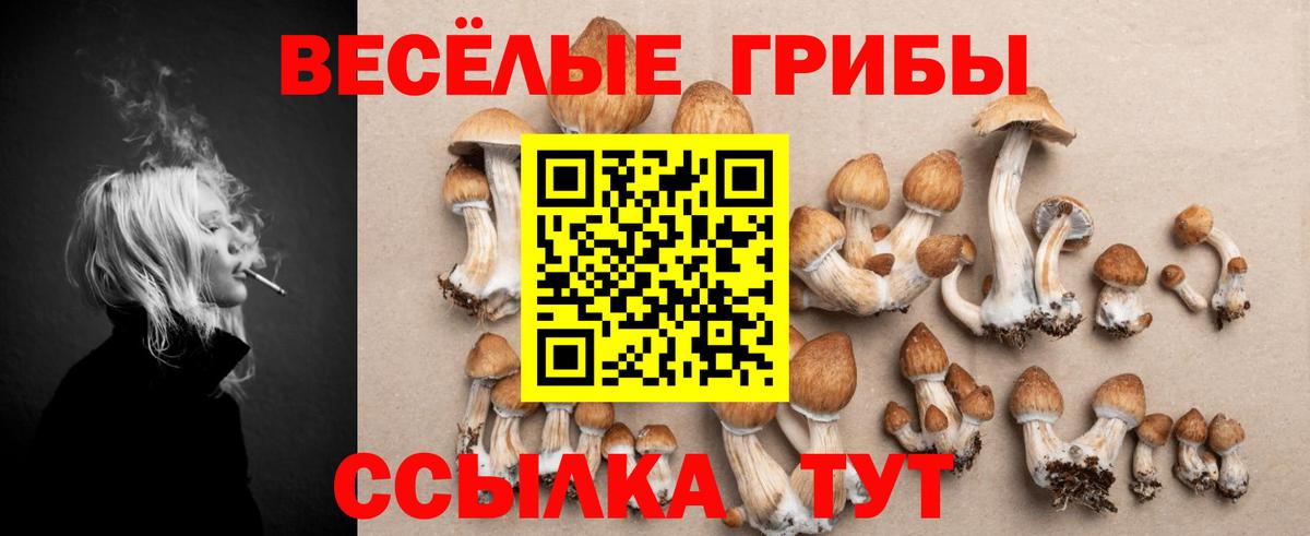 Псилоцибиновые грибы Psilocybe Кингисепп